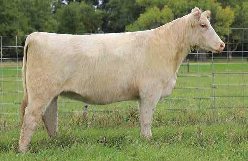 the BRED females SS ROAN ROSE 620 - she sells as lot 47 SS SILKY CUMBERLAND 699 - she sells as lot 48 47 2/2/2016 SS ROAN ROSE 620 shorthorn Polled x4257798 tattoo 620 bred heifer SS STRUT 475 SS