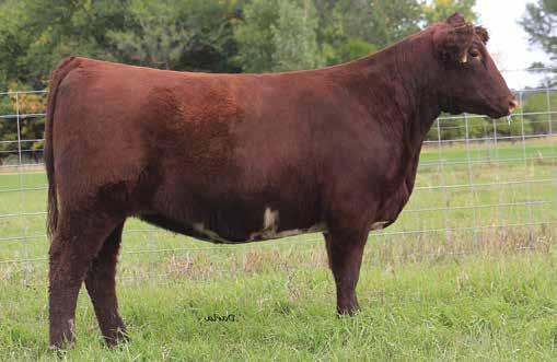 Her dam, is a direct daughter of the legendary Rose 004. Performance plus pedigree always yields profit.