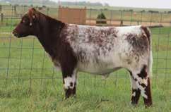 I-80 X SHORTHORN & mainetainer Steer RED, WHITE & ROAN X