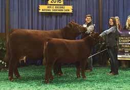 Champion ShorthornPlus, 2017 NWSS and 2016 NAILE Barkema Family SS GANA SWEET REVIVAL 643 Res.