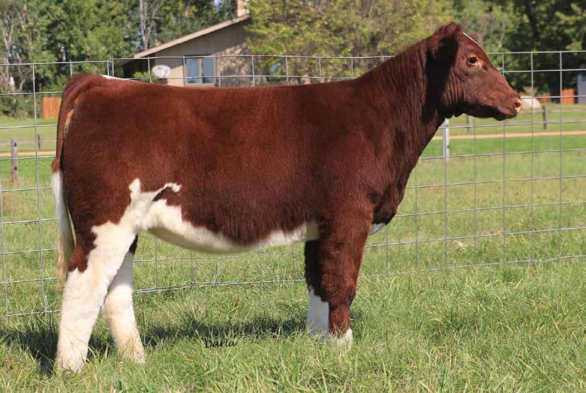 the REVIVAL family SS CHARMED REVIVAL 745 - she sells as lot 1 SS REVIVAL - dam of lot 1 and 2 1 02.22.