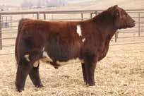 The Revival Cow Family can be found from coast to coast and border to border, while dominating the donor pens for the Cates, Sullivan and Greenhorn program, as well as for us for years.