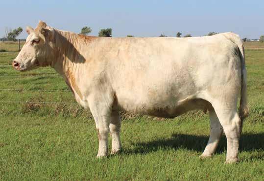 the REVIVAL family SS RF GRAVITY 321 ET - sire of lot 3 SS REVIVAL RENASSIANCE 791 - she sells as lot 3 3 5/2/2017 SS ROYAL REVIVAL265 - dam of lot 3 - flush or ivf collection sells as lot 4 SS