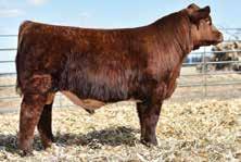 I love these Revivals. They always produce highly marketable cattle that are so modern in kind. There is never any what ifs with a Revival.