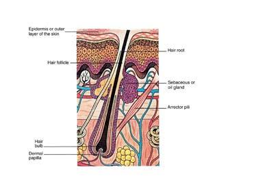 HAIR Structure of Hair Root Follicle Hair