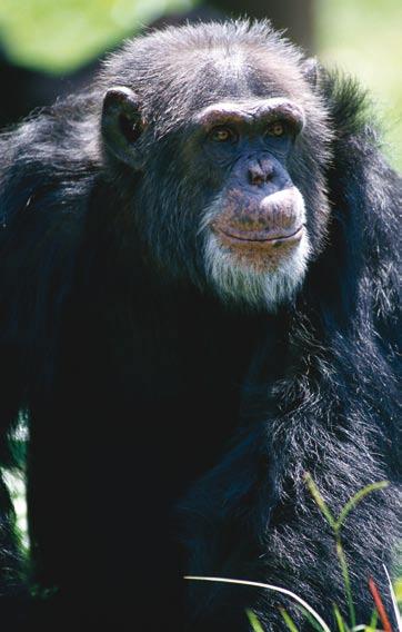 Going ape! If you were looking for a present for a chimpanzee, what could you get? Maybe a banana? Not really, chimps do not eat bananas in the wild.
