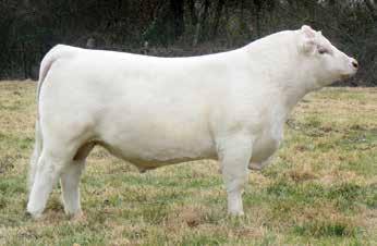 8 605 4KC Spectre 605 BD: 1/24/16 AICA# M884913 Tattoo: 605 Polled PB CH HooDoo Slasher 1144 DR Revelation 467 DR WC Forever Lucy 372ET LT Rio Bravo 3181 4KC Miss Landri 412 VCR Miss Flash 608 ACT BW