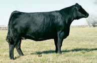 8Herd Bull Prospects 3/4 Blood Bulls Lots 23-32 Unforgettable 9A, Grandam 23 Gonsior/SD Grade A1 D369 Dbl. Black Dbl. Polled 3/4 SM 1/4 AN Bull 10 1.3 69 102.21 6 15 49 8 12.2 32.0 -.40.31 -.066.