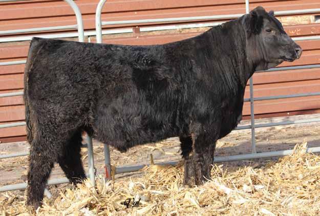 WW: 651 B C Lookout 7024 KA TCF Independence S30L O C C Legend 616L Gibbet Hill Mignonne E37 HC Power Drive 88H Triple C Krissie L30Y Independence consistently places bull after bull in the sale.