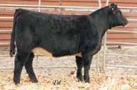 Herd Bull Prospects Gonsior Perfect Mile B3, Dam 46 Gonsior/BSC Recall D71 Dbl. Black Dbl. Polled 1/2 SM 1/2 AN Bull 14.7 69 102.21 6 16 51 10 11.6 31.2 -.14 -.25 -.017.