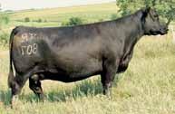 She s the first female born out of our 807 Angus donor from Advantage Angus boy, would it be nice to have a pasture full just like this great young SimAngus female. Long, deep, pretty & sound.