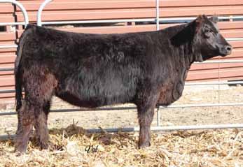 KenCo Miley Cottontail, Full Sister 18 55 55A Gonsior/BD Cottonfli D9 Dbl. Black Dbl. Polled Purebred Female #3207687 Tattoo: D9 BD: 2-14-16 Act. BW: 86 ET Adj.
