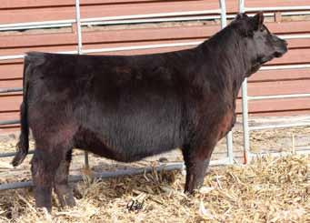 Gonsior/WRS Lady Upgrade A317, Full Sister KA TCF Independence S30L, Dam 20 Fancy Open Heifers 60 Gonsior Up In Stars D27 Homo. Black Dbl. Polled Purebred Female 6 2.6 70 110.25 2 20 55 5 10.6 39.2 -.
