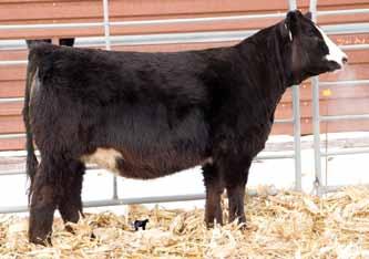 86 129 80 LLSF Pays To Believe ZU194 Gonsior/RC Beauty B14 D36 s dam is a good one, and she hit a homerun on her first at bat! Here s an eye catching baldy that is deep, stout, sound and great haired.
