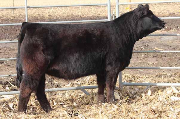 Offered with Two Rivers Livestock CNS Pays To Dream T759 LLSF Ura Baby Doll U194 LLSF Uprising Z925 Gonsior Texas Tornado #3207688 Tattoo: D35 BD: 3-1-16 Act. BW: 84 ET Adj.