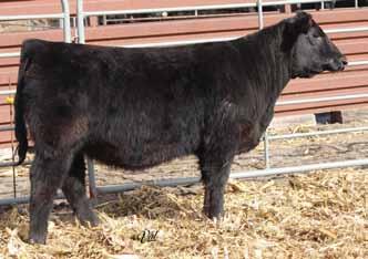 NLC Upgrade U8676 Double R Miss 29G T18 A144 was purchased from RS&T in Denver a couple years ago, and she has fit in well. This P2B daughter is certainly easy to like.