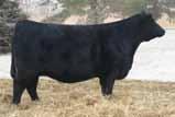 Fancy Open Heifers 69 Gonsior Another Dream D815 Dbl. Black Dbl. Polled 1/2 SM 1/2 AN Female 14 -.7 51 71.13 5 18 44 11 9.6 11.3 -.34.41 -.047.72 130 66 #3207699 Tattoo: D815 BD: 3-13-16 Act.