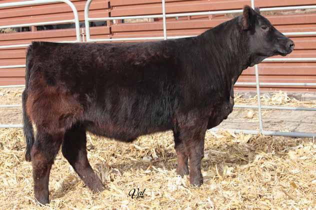 24Fancy Open Heifers KenCo Miley Cottontail, Full Sister to Dam 72 Gonsior Drastic D46 Dbl. Black Dbl. Polled Purebred Female 11 1.3 72 107.22 7 15 51 9 11.4 35.2 -.39.01 -.058 1.