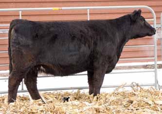 This one is out of a Breathe Easy heifer (Breathe Easy is a son of the great Harrieta) that Tres showed a couple years ago. Her grandam, by Eye Candy, was a champion for Niewohners.