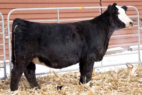 82 125 66 Pasture Sire: Kappes Mile High B11 Dates: 6-22 to 7-29-16 Gonsior Cheza 734 C30 Dbl. Black Hetero. Polled 1/2 SM 1/2 AN Baldy Female 2.9 49 75.16 6 19 44 9 11.2 16.6 -.26.27 -.054.