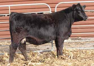 30Elite Bred Females Connealy Comrade 1385, AI Sire 93 Gonsior Charlaina C290 Dbl. Black Dbl. Polled 3/8 SM 5/8 AN Female 12-1.1 56 90.21 5 23 51 7 8.8 22.1 -.15.60.008.68 130 71 93A Black Dbl.