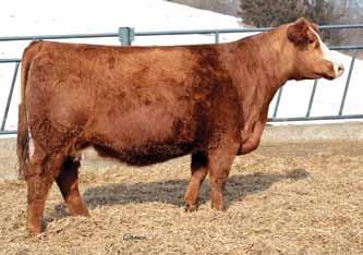 18 118 77 Pasture Sire: Kappes Mile High B11 Dates: 6-9 to 7-29-16 Elm-Mound O A B217 Red Dbl. Polled 3/4 SM 1/8 AN 1/16 AR 1/16 CS Baldy Female 6 3.5 55 77.13 1 22 50 11 14.4 20.6 -.21.14 -.042.
