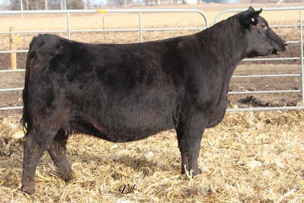 Sire: Coleman Charlo 0256 Date: 11-17-16 Safe Est. Plan Mating EPDs: 11-1.35 49 84.22 1 21 45 9 9.6 Carcass: 18.85 -.22.46.01.85 110 64 FALL CALVER An ET Monopoly out of the great Mystify M14 donor.