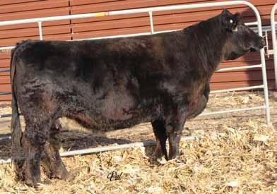 102 Halls Be Steel My Heart X50 Dbl. Black Dbl. Polled Purebred Female 5 1.6 57 87.19 7 13 41 7 9.3 24.1 -.28 -.06 -.038.75 93 58 SELLING IVF FLUSH! X50 is a full sister to the famous Mr. HOC Broker.