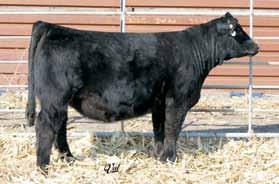 Upgrada is DNA tested homozygous black, homozygous polled, NH Free, CA Free, AM Free and Wild Gene Free. Gunslinger is also homozygous black and homozygous polled.