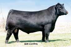 Consigned by Benes Cattle Company SS/PRS Gunslinger 824X, Embryo Sire Embryos & Semen 109 Selling 3 #1 Embryos: Brooking Bank Note 4040 x AR Ideal 345 854E 807 Brooking Bank Note 4040 Connealy Earnan