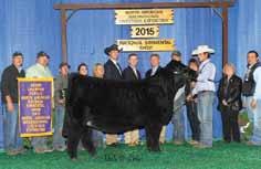 She s had some super ½ blood calves, and this mating to the Canadian Angus bull Brooking Bank Note could be explosive!