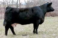 2Herd Bull Prospects 1 Gonsior Overhaul C298 Dbl. Black Dbl. Polled Purebred Bull 5 2.3 60 86.16 7 15 45 10 8.8 24.3 -.36.18 -.058.85 115 65 #3150437 Tattoo: C298 BD: 11-1-15 Act. BW: 93 Adj.