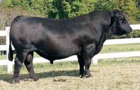 fall bull. His dam, S17, is a beautiful power donor and a direct daughter of Antoinette K205. He offers balanced numbers across the board. He s had a $5,000 brother and a $10,000 sister sell here.