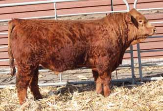 4 Gonsior Direction D98 Dbl. Black Dbl. Polled Purebred Bull 7 1.6 52 82.19 4 24 50 9 6.8 21.5 -.44.01 -.062 1.02 105 59 D98 s dam, N127, continues to look good and produce.
