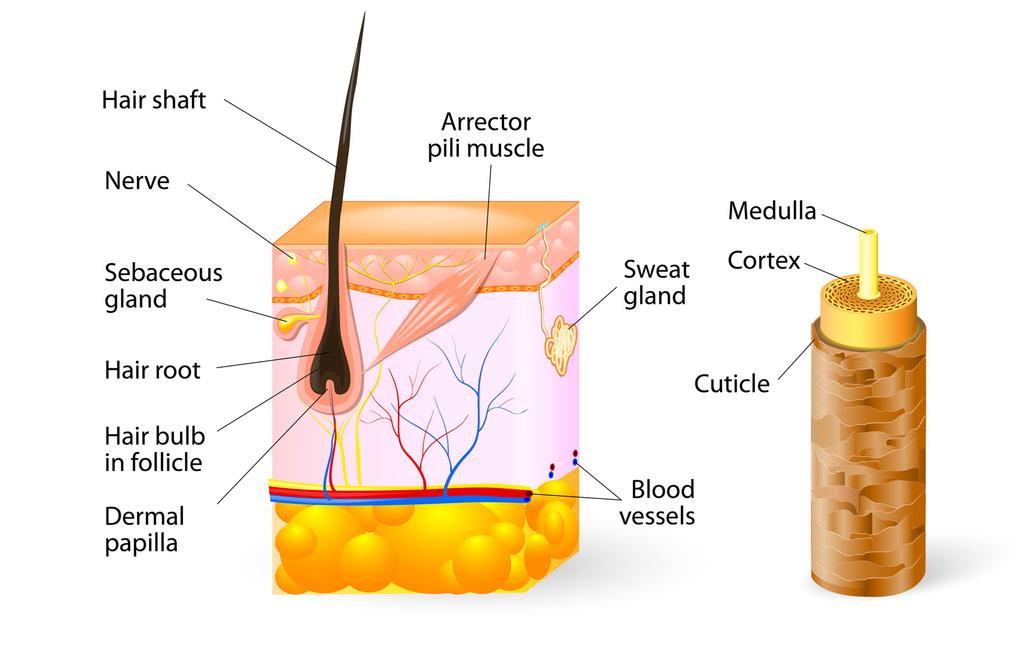 Hair Shaft The structure of hair has been compared to that of a pencil with the medulla being the lead,