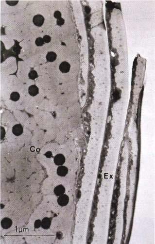 Cortex Made of spindle-shaped cells aligned in a regular array, parallel to the length of the hair Embedded with pigment