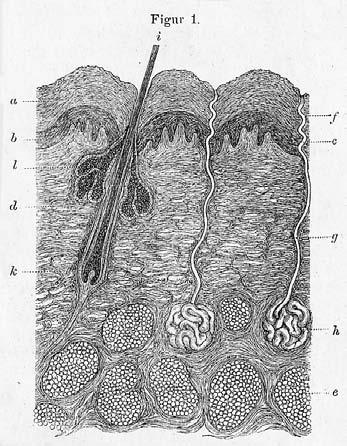 Chapter 3 Figure 3.8 Schematic illustration of normal skin. In Neumann, I. (1869). Lehrbuch der Hautkrankheiten. (22 cm). Figure 3.9 Microscopic depiction of the skin in a German encyclopaedia 1898.