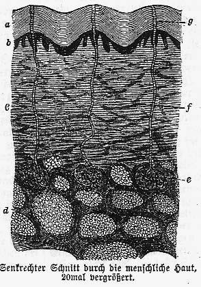 Gurlt s figure of the human sweat glands had already been directly copied by Rudolph Wagner in 1839 in his physiological plates (figure 3.7).