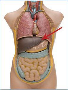 Hepatitis is a disease that attacks the liver.