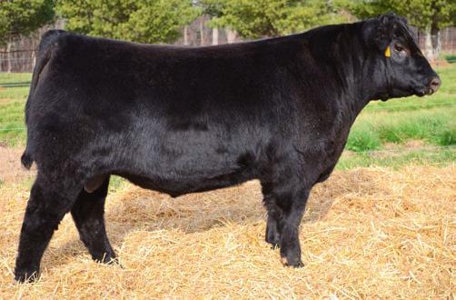 Herd Sire Prospects 23 Musgrave Stimulus 1052-945 - Lot 23 Musgrave Stimulus 1052-945 Birth Date: 2-10-2012 Bull 17257695 Tattoo: 1052 SIRED BY: Connealy Stimulus 8419 #Connealy Frontline #Connealy