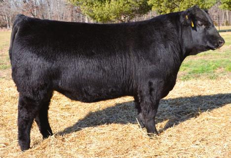 71 5-103 Great muscle, depth, and style. The best son of Stimulus we ve produced he s good. His full sister and dam are both outstanding females. Calving-ease trait bull.