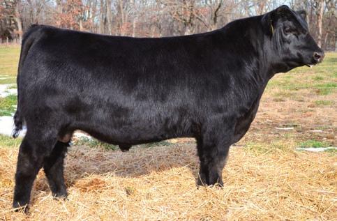 28 Musgrave Consensus 206 Birth Date: 2-13-2012 Bull +17331330 Tattoo: 206 SIRED BY: Connealy Consensus 7229 703 1228 84 100 4.70 100 14.