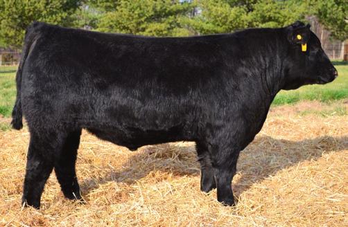 Herd Sire Prospects 27 Musgrave Consensus 322-510 - Lot 27 Musgrave Concurrence 782 - Lot 29 Musgrave Consensus 322-510 Birth Date: 1-19-2012 Bull 17295846 Tattoo: 322 SIRED BY: Connealy Consensus