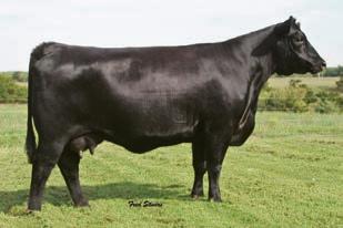 MA Blackcap Missie 1394-936 - Dam of By Product and grandam of Lot 27! MCATL By Product - Full brother to the dam of Lot 27!