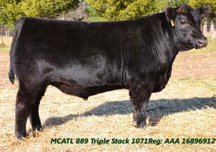 New Level #RR Rito Jet 7171 +12-2.1 +66 +113 +32 +.54 +.56 +44.00 +68.50 Vanguard was our top-selling bull in 2011 at $19,000 selling to Gerloff Farms, MO.