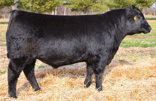 Herd Sire Prospects 34 Musgrave Vanguard 1212-107 - Lot 34 Musgrave Vanguard 1212-107 Birth Date: 1-21-2012 Bull 17342290 Tattoo: 1212 SIRED BY: MCATL Vanguard 103-828 MCATL Reachout 836 Connealy