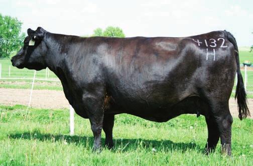 He has more white in his scrotal area than we prefer but, is registerable. Dam is an easy fleshing powerful brood cow with a NR of 5@105 making her a Pathfinder.