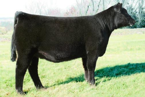 Herd Sire Prospects 42 Musgrave All Out 1152-1479 - Lot 42 Musgrave All Out 1152-1479 Birth Date: 2-25-2012 Bull 17257702 Tattoo: 1152 SIRED BY: MCATL Reachout 836 MCATL Blackbird 1479-568 TM