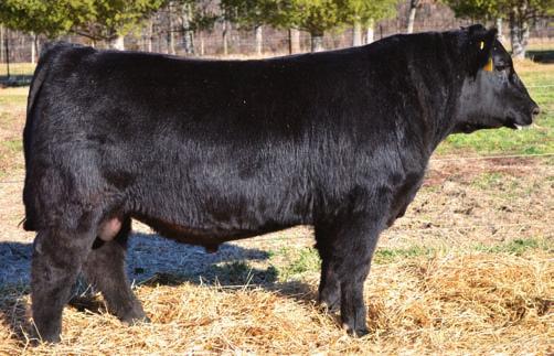 Herd Sire Prospects 45 Musgrave OReilly Factor 1203 - Lot 45 Musgrave OReilly Factor 1203 Birth Date: 1-20-2012 Bull 17429311 Tattoo: 1203 SIRED BY: Vin-Mar O Reilly Factor MCATL Reachout 836