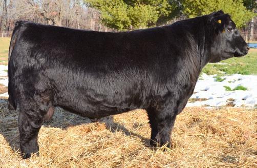 Herd Sire Prospects 51 Musgrave Triple Stack 682 - Lot 51 Musgrave Triple Stack 682 Birth Date: 2-2-2012 Bull 17335637 Tattoo: 682 MCATL Triple Stack Connealy Reflection MCATL Triple Stack 889-495